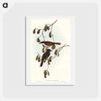 アートポストカード-Grey-tailed Pachycephala
 - オーストラリアの鳥 Postcard.