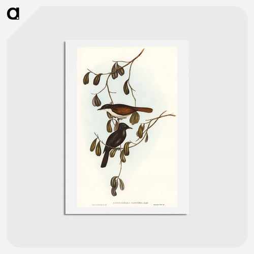 Grey-tailed Pachycephala
 - オーストラリアの鳥 Postcard.