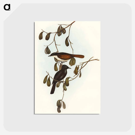 アートポストカード-Grey-tailed Pachycephala
 - オーストラリアの鳥 Postcard.