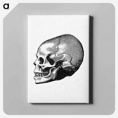 アートパネル-Victorian Skull Engraving
 - 大英図書館 Canvas.