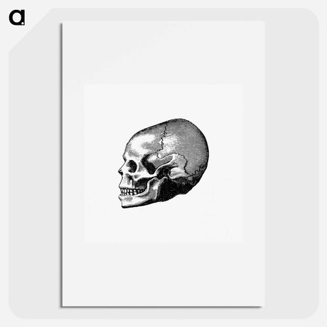 アートポスター-Victorian Skull Engraving
 - 大英図書館 Poster.