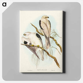 アートパネル-Square-tailed Kite
 - ジョン グールド Canvas.