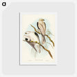 アートポストカード-Square-tailed Kite
 - ジョン グールド Postcard.