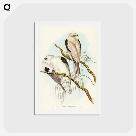 アートポストカード-Square-tailed Kite
 - ジョン グールド Postcard.