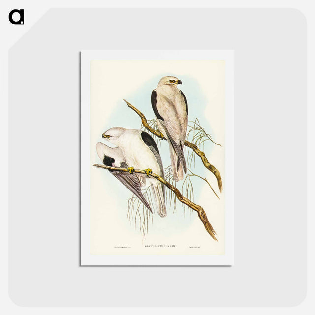 アートポストカード-Square-tailed Kite
 - ジョン グールド Postcard.