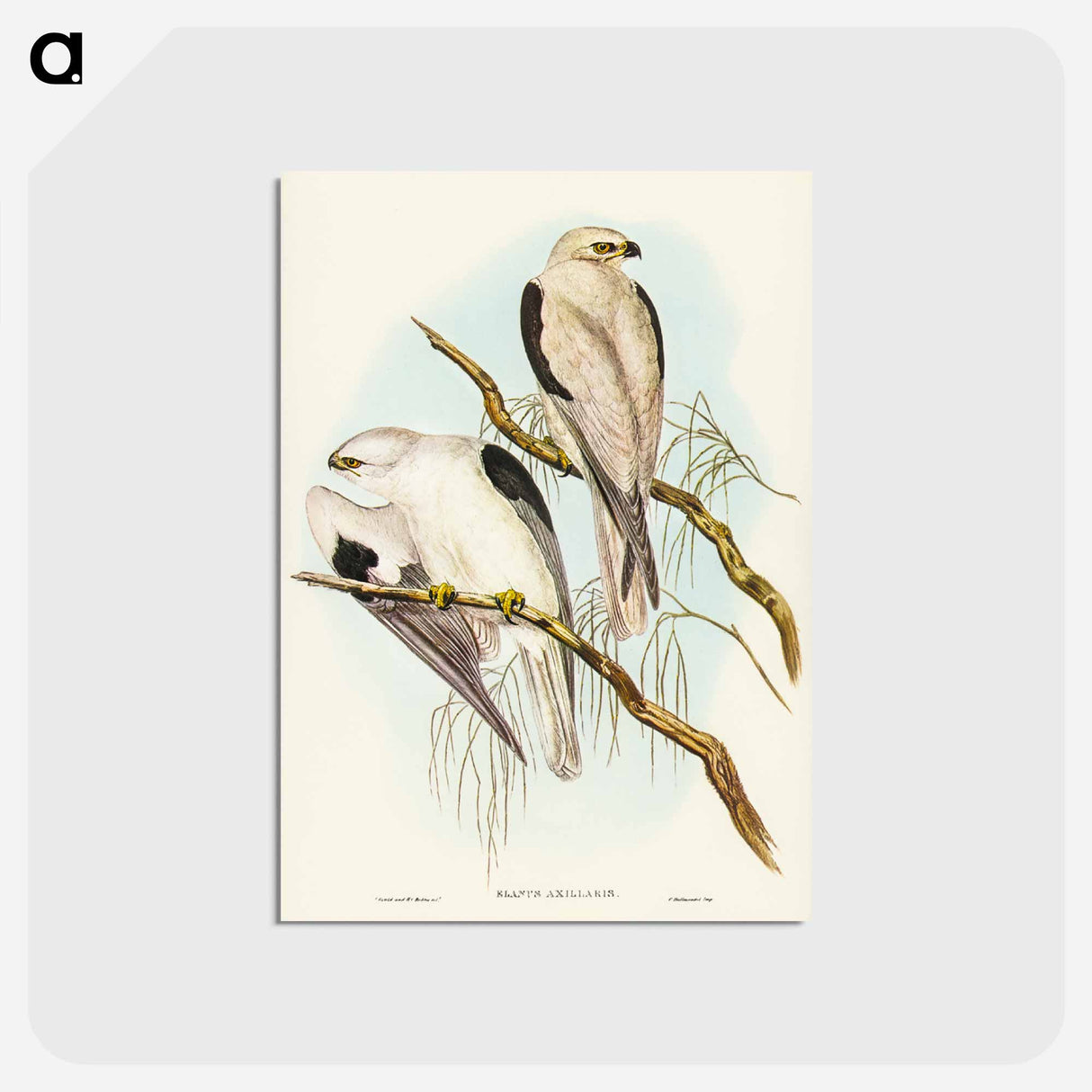 アートポストカード-Square-tailed Kite
 - ジョン グールド Postcard.