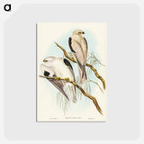 アートポストカード-Square-tailed Kite
 - ジョン グールド Postcard.