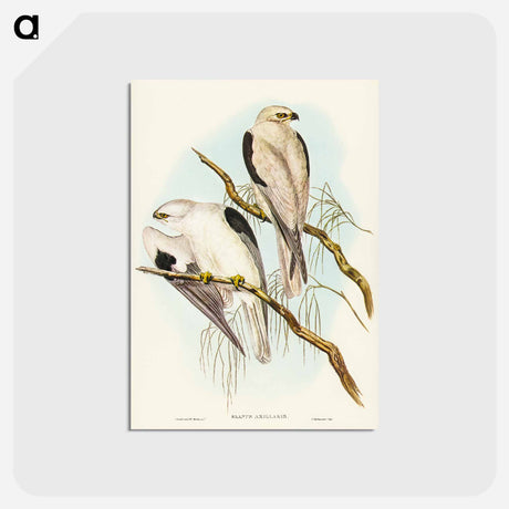 アートポストカード-Square-tailed Kite
 - ジョン グールド Postcard.