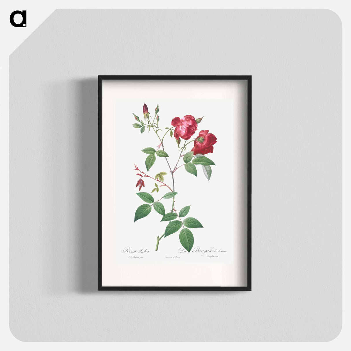 Velvet China Rose - Pierre Joseph Redouté Poster.