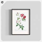 Velvet China Rose - Pierre Joseph Redouté Poster.
