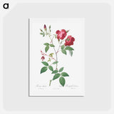 アートポストカード-Velvet China Rose - ピエール ジョゼフ ルドゥーテ Postcard.