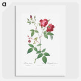 Velvet China Rose - Pierre Joseph Redouté Poster.