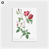 アートポストカード-Velvet China Rose - ピエール ジョゼフ ルドゥーテ Postcard.