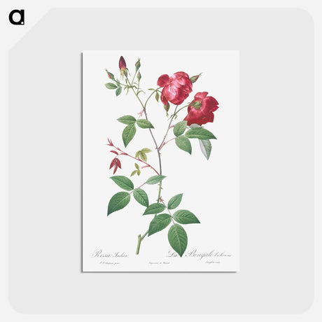 アートポストカード-Velvet China Rose - ピエール ジョゼフ ルドゥーテ Postcard.
