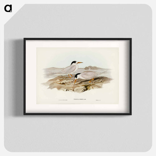 Australian Little Tern
 - オーストラリアの鳥 Poster.