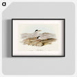 アートポスター-Australian Little Tern
 - オーストラリアの鳥 Poster.