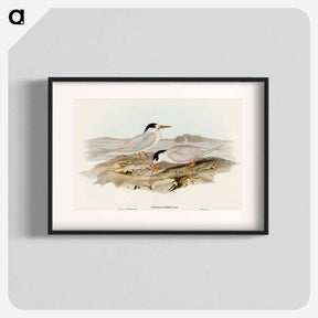 アートポスター-Australian Little Tern
 - オーストラリアの鳥 Poster.