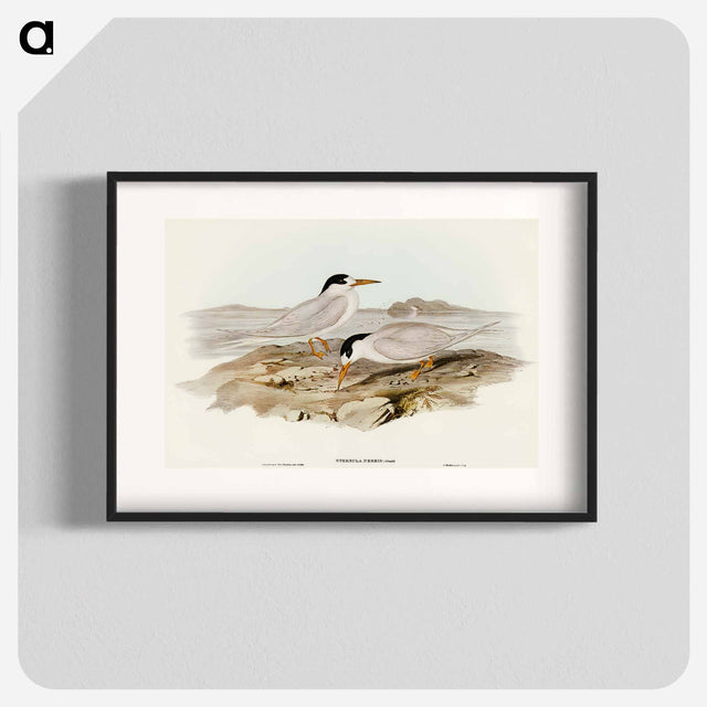 アートポスター-Australian Little Tern
 - オーストラリアの鳥 Poster.