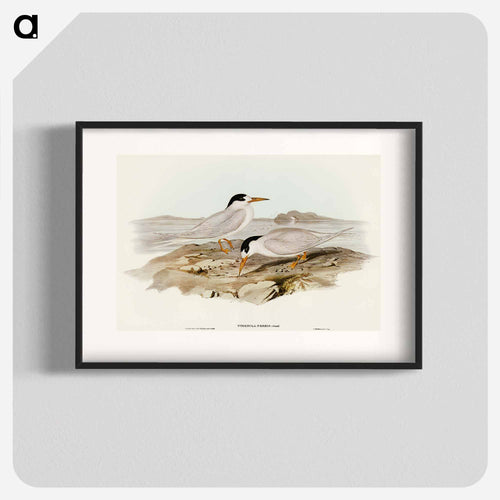 Australian Little Tern
 - オーストラリアの鳥 Poster.