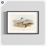 Australian Little Tern
 - オーストラリアの鳥 Poster.