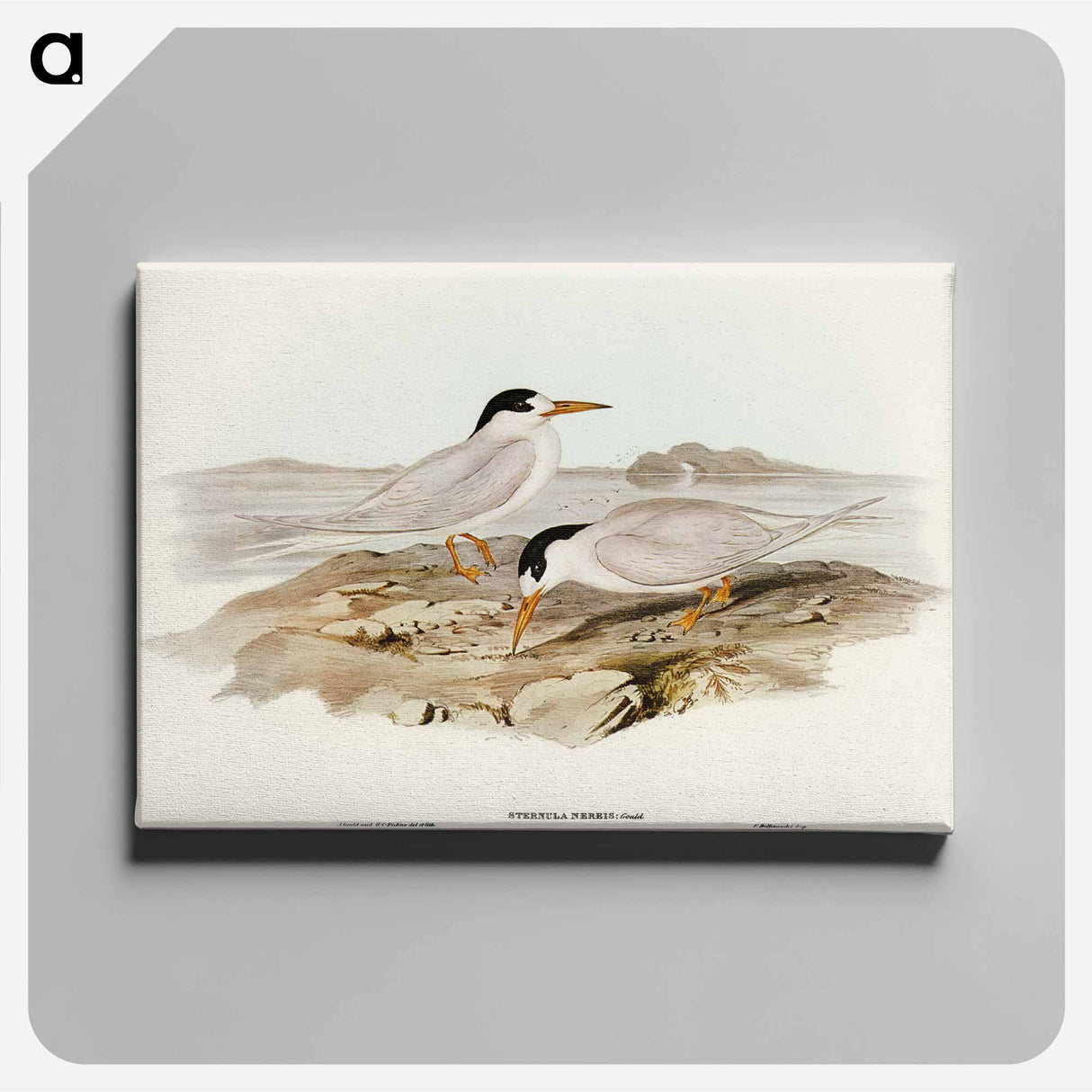 Australian Little Tern
 - オーストラリアの鳥 Canvas.