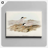 Australian Little Tern
 - オーストラリアの鳥 Canvas.