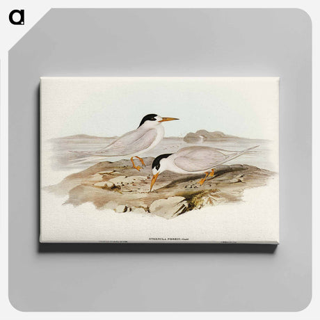 アートパネル-Australian Little Tern
 - オーストラリアの鳥 Canvas.