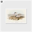 アートポストカード-Australian Little Tern
 - オーストラリアの鳥 Postcard.