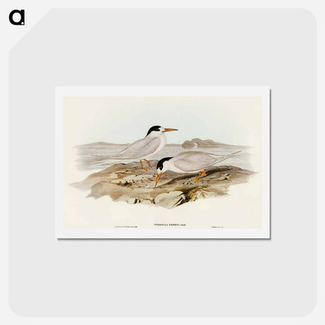 アートポストカード-Australian Little Tern
 - オーストラリアの鳥 Postcard.