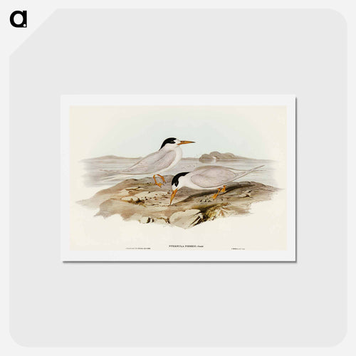 Australian Little Tern
- オーストラリアの鳥 Postcard.