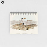 アートメモ帳-Australian Little Tern
 - オーストラリアの鳥 Memo.