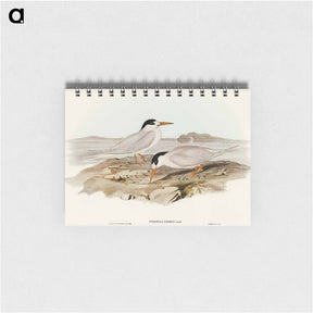 アートメモ帳-Australian Little Tern
 - オーストラリアの鳥 Memo.