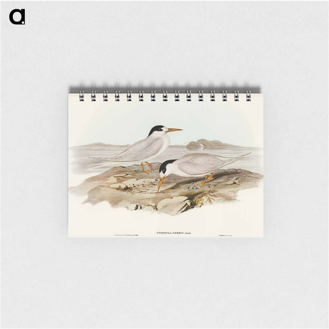 アートメモ帳-Australian Little Tern
 - オーストラリアの鳥 Memo.