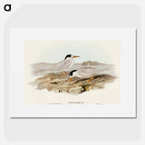 アートポスター-Australian Little Tern
 - オーストラリアの鳥 Poster.