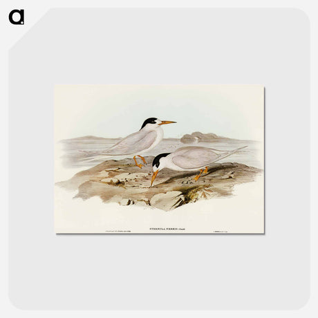 アートポストカード-Australian Little Tern
 - オーストラリアの鳥 Postcard.