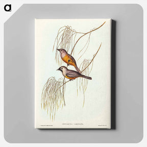 アートパネル-Carinated Flycatcher
 - ジョン グールド Canvas.