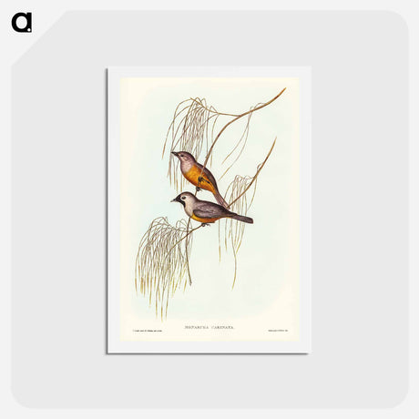 アートポストカード-Carinated Flycatcher
 - ジョン グールド Postcard.