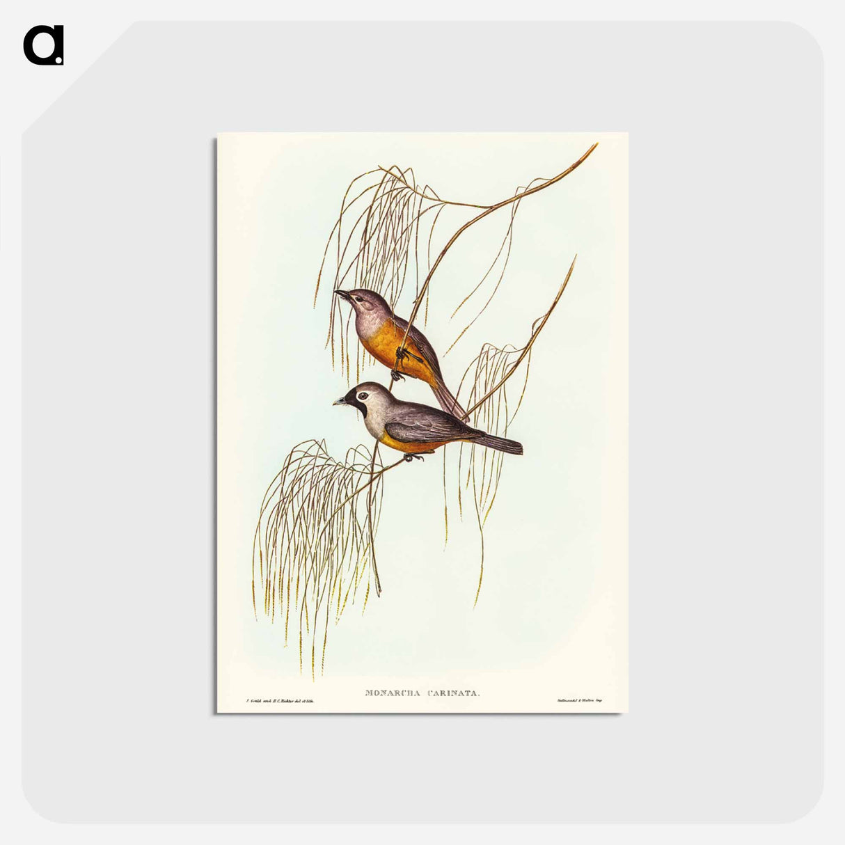 アートポストカード-Carinated Flycatcher
 - ジョン グールド Postcard.