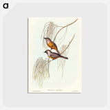 アートポストカード-Carinated Flycatcher
 - ジョン グールド Postcard.