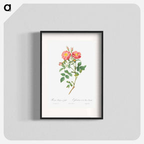アートポスター-Queen Elizabeth's Sweetbriar, Rosehip of Queen Elizabeth - ピエール ジョゼフ ルドゥーテ Poster.