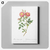 7-37_Pierre-Joseph-Redoute_canvas