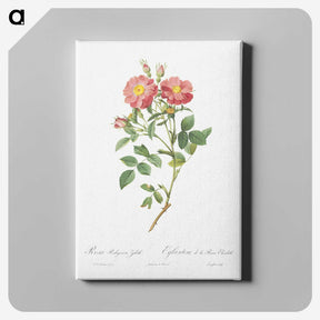 7-37_Pierre-Joseph-Redoute_canvas