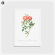 アートポストカード-Queen Elizabeth's Sweetbriar, Rosehip of Queen Elizabeth - ピエール ジョゼフ ルドゥーテ Postcard.