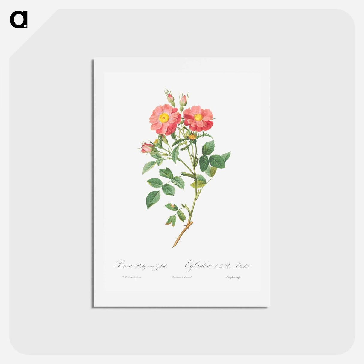 アートポストカード-Queen Elizabeth's Sweetbriar, Rosehip of Queen Elizabeth - ピエール ジョゼフ ルドゥーテ Postcard.