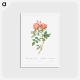 アートポストカード-Queen Elizabeth's Sweetbriar, Rosehip of Queen Elizabeth - ピエール ジョゼフ ルドゥーテ Postcard.