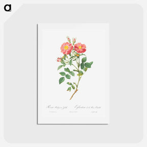 アートポストカード-Queen Elizabeth's Sweetbriar, Rosehip of Queen Elizabeth - ピエール ジョゼフ ルドゥーテ Postcard.