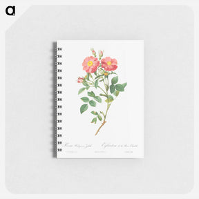 アートメモ帳-Queen Elizabeth's Sweetbriar, Rosehip of Queen Elizabeth - ピエール ジョゼフ ルドゥーテ Memo.