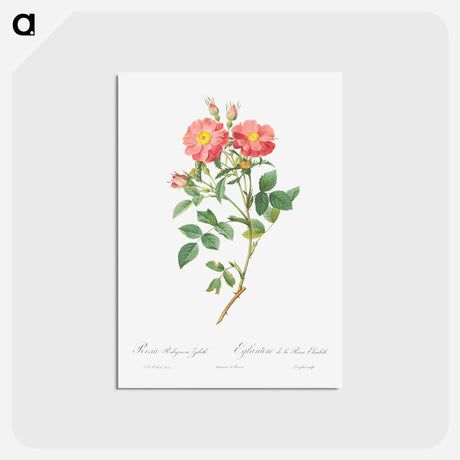 アートポストカード-Queen Elizabeth's Sweetbriar, Rosehip of Queen Elizabeth - ピエール ジョゼフ ルドゥーテ Postcard.