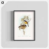 Blue Shining Flycatcher
 - オーストラリアの鳥 Poster.