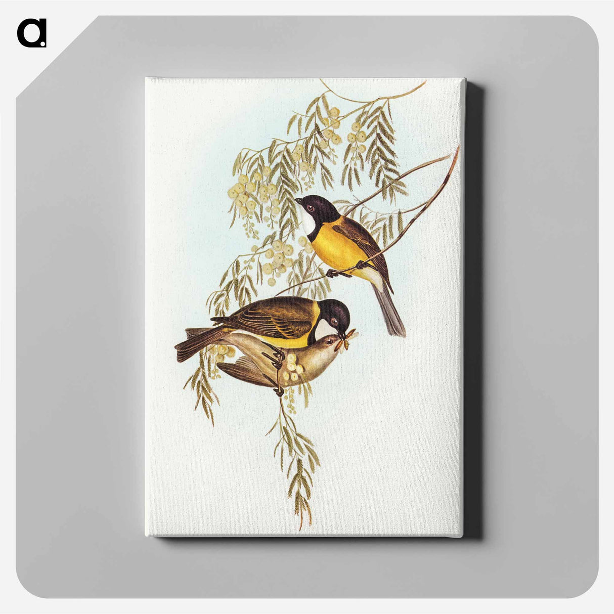 アートパネル-Blue Shining Flycatcher
 - オーストラリアの鳥 Canvas.